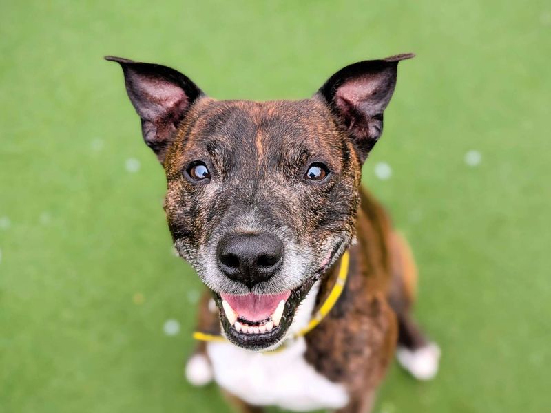 Staffordshire Bull Terrier for adoption in Cardiff, Glamorgan – 9 years old - Image 4 of 6