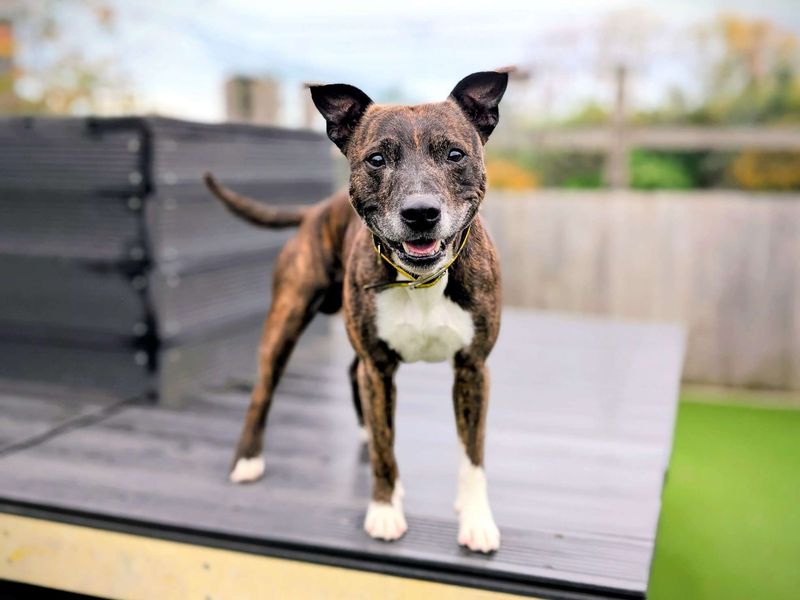 Staffordshire Bull Terrier for adoption in Cardiff, Glamorgan – 9 years old - Image 2 of 6
