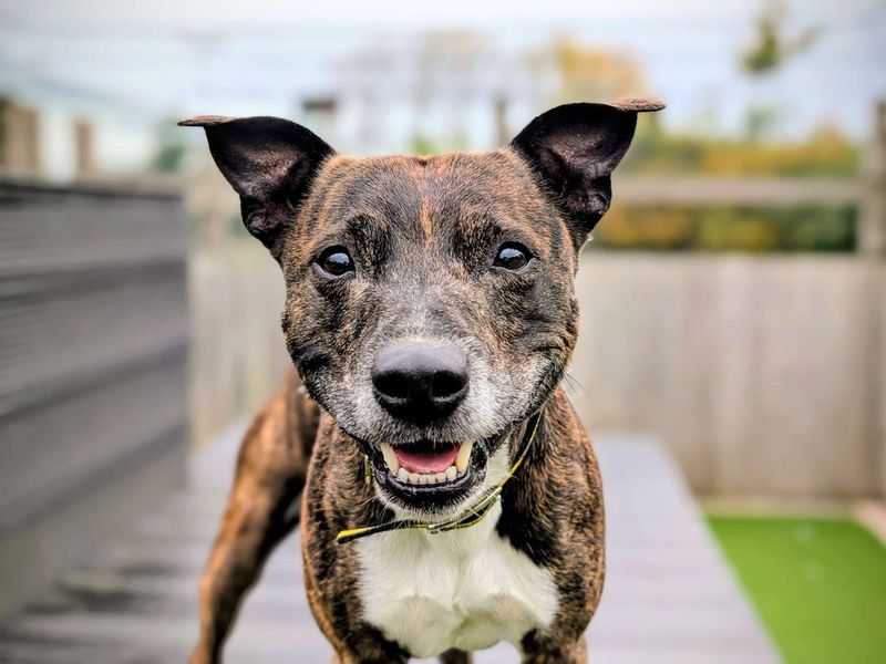 Zeus | Terrier (Staffordshire Bull) Cross | Cardiff - 1