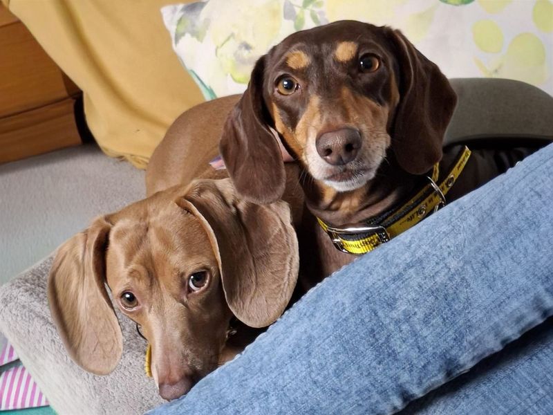 Sasha, a 4 years old female Dachshund available for adoption from Dogs Trust in Basildon, Essex