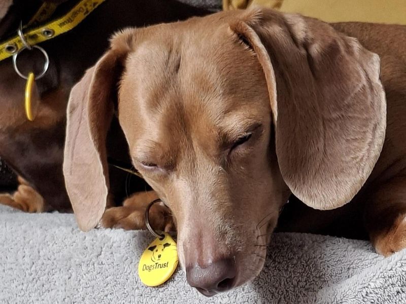 Gracie, a 4 years old female Dachshund available for adoption from Dogs Trust in Basildon, Essex