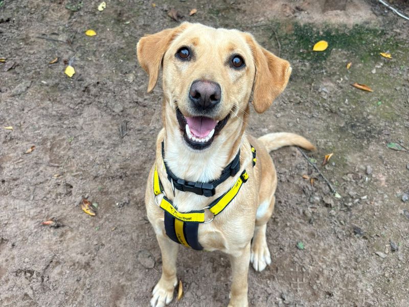 Maisie | Retriever (Labrador) | Loughborough - 1