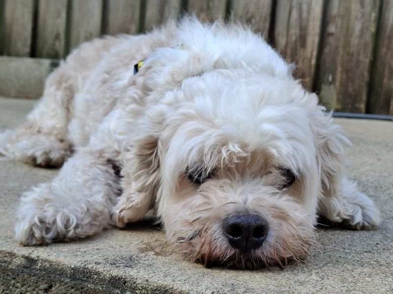 Cavalier King Charles Spaniel for adoption in Ilfracombe, Devon – 9 years old - Image 4 of 6