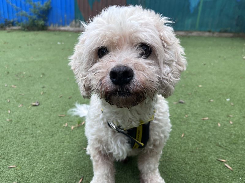 Cavalier King Charles Spaniel for adoption in Ilfracombe, Devon – 9 years old - Image 6 of 6