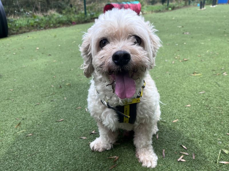 Cavalier King Charles Spaniel for adoption in Ilfracombe, Devon – 9 years old - Image 2 of 6