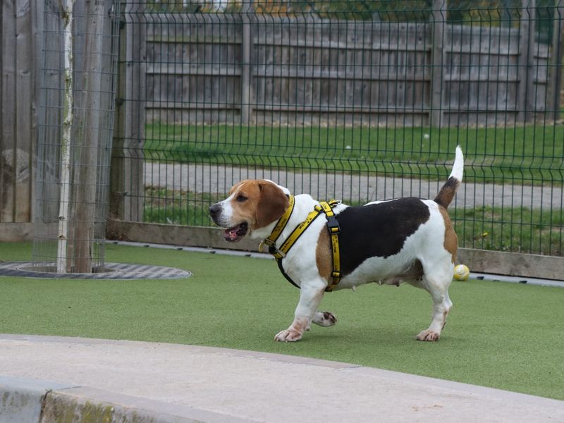 Beagle for adoption in Evesham, Worcestershire – 7 years old