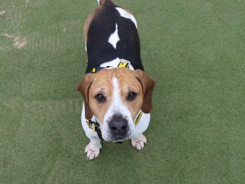 Beagle for adoption in Evesham, Worcestershire – 7 years old - Image 2 of 2