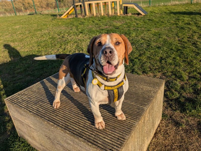 Cindy | Beagle | Evesham (Worcestershire) - 1