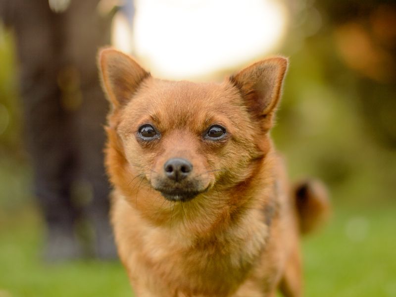 Chihuahua for adoption in Kenilworth, Warks – 1 year old - Image 2 of 3