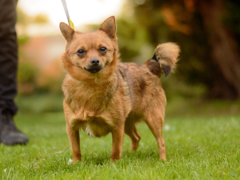 Chihuahua for adoption in Kenilworth, Warks – 1 year old - Image 3 of 3