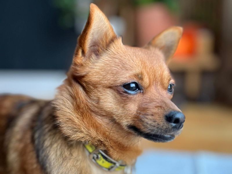 Chihuahua for adoption in Kenilworth, Warks – 1 year old