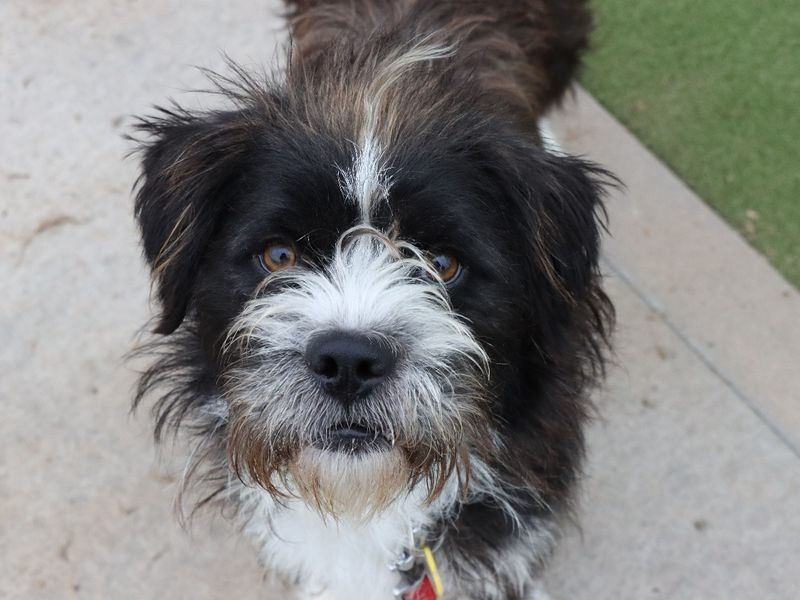 Shih Tzu for adoption in Evesham, Worcestershire – 1 year old