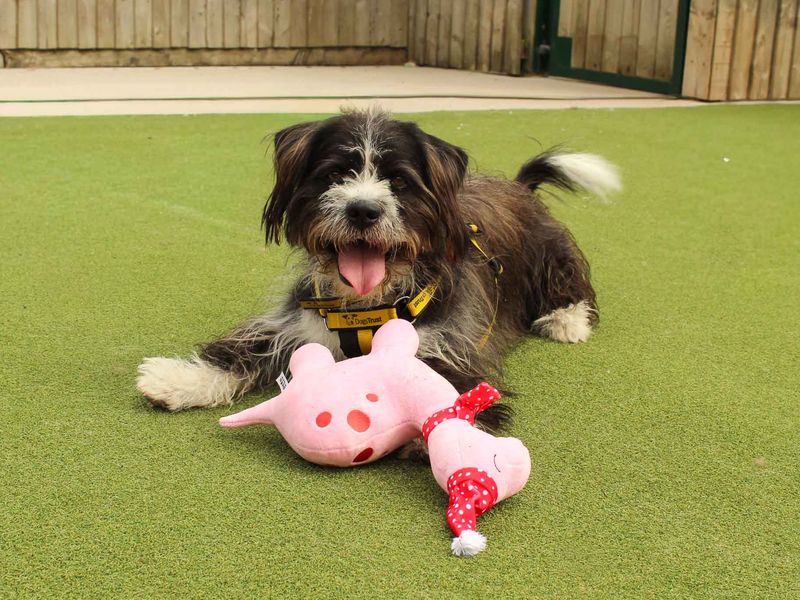 undefined | Shih Tzu Cross | undefined - 4