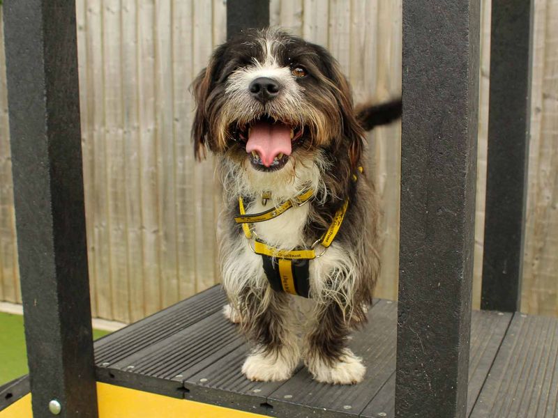 undefined | Shih Tzu Cross | undefined - 6