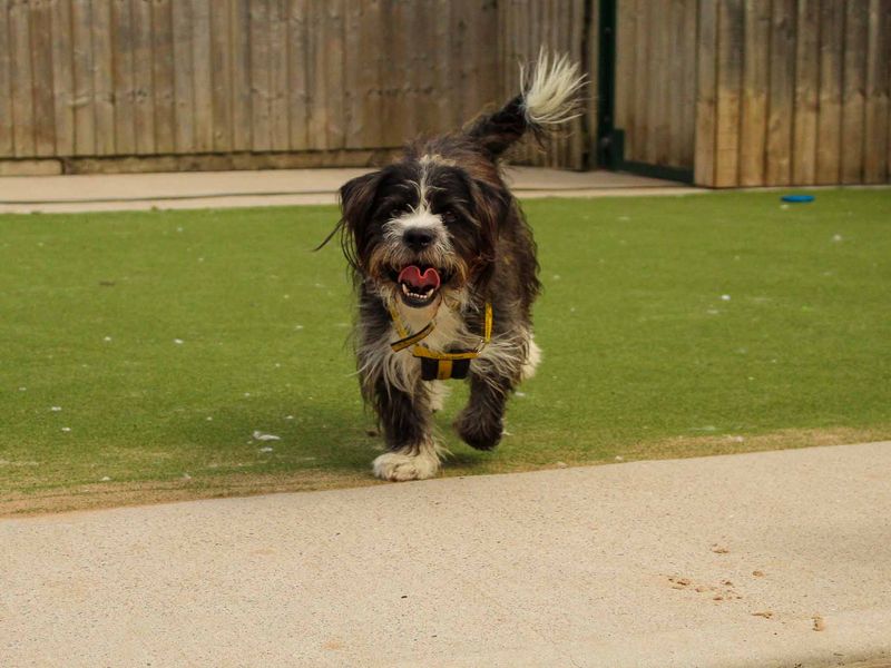 undefined | Shih Tzu Cross | undefined - 2