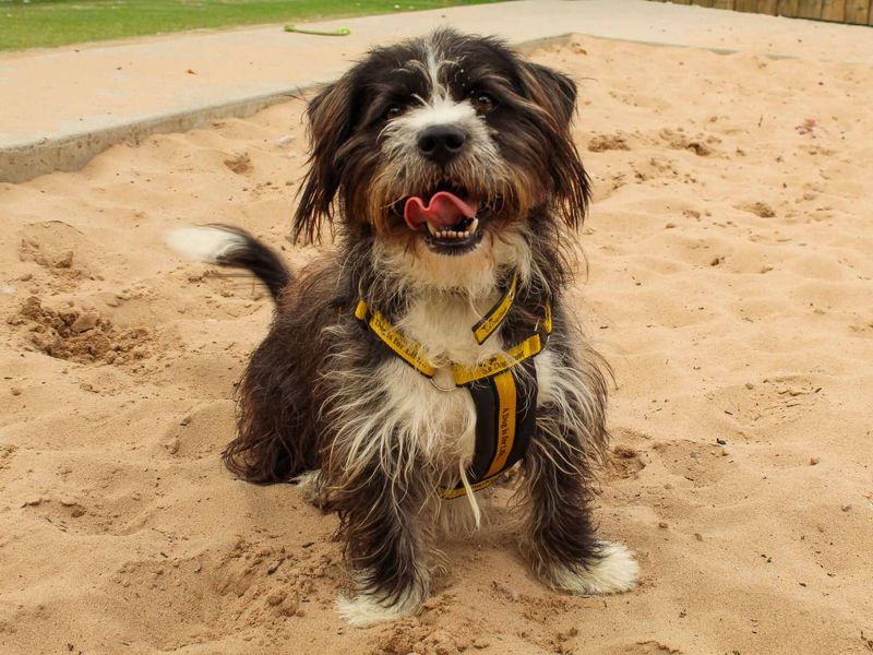 undefined | Shih Tzu Cross | undefined - 3