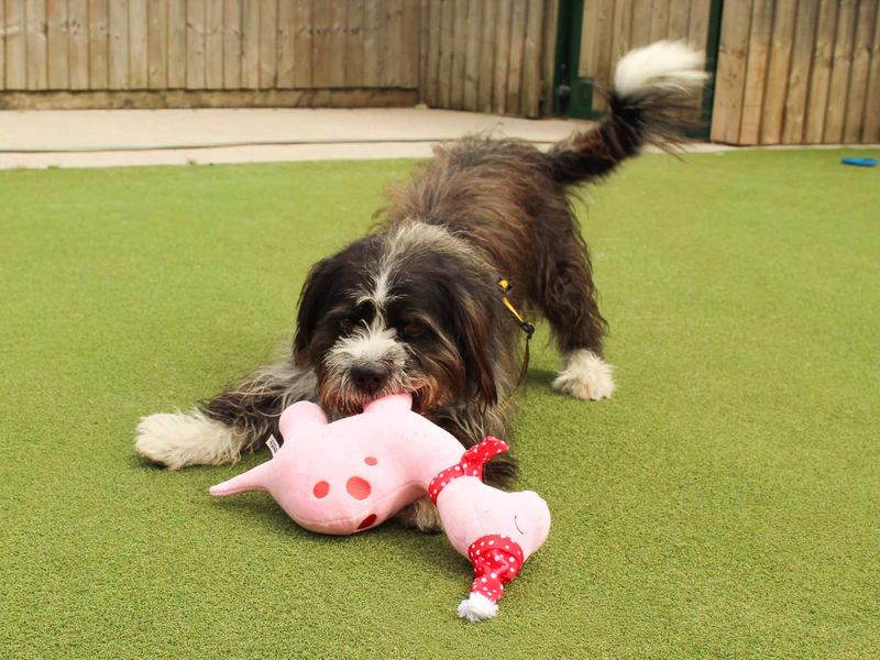 undefined | Shih Tzu Cross | undefined - 7