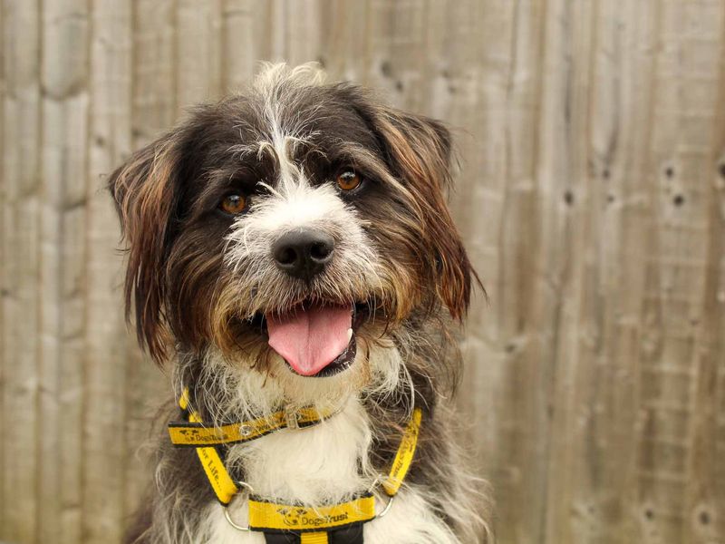 undefined | Shih Tzu Cross | undefined - 5