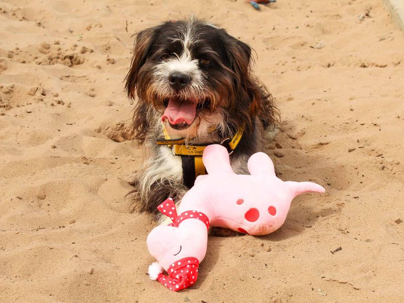 undefined | Shih Tzu Cross | undefined - 1