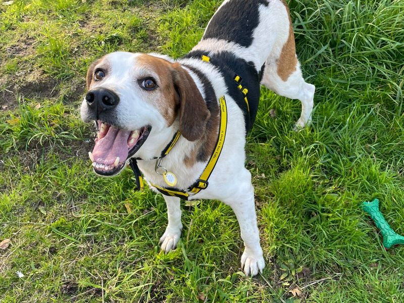 Beagle for adoption in Telford, Shropshire – 8 years old - Image 2 of 3