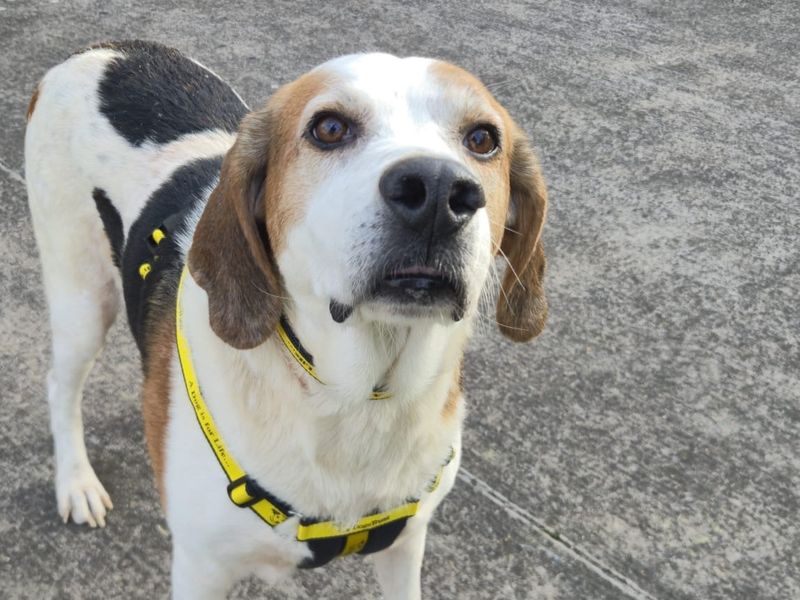 Beagle for adoption in Telford, Shropshire – 8 years old - Image 3 of 3