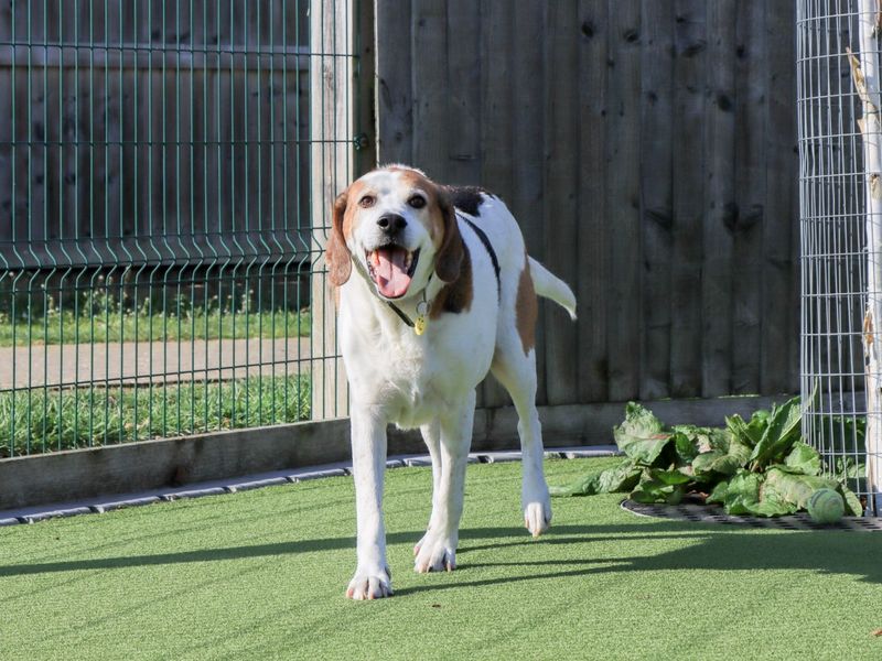 Tuppence, a 8 years old male Foxhound available for adoption from Dogs Trust in Evesham, West Midlands
