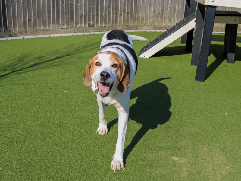 undefined | Foxhound | undefined - 2