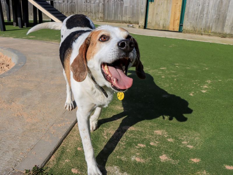 undefined | Foxhound | undefined - 5