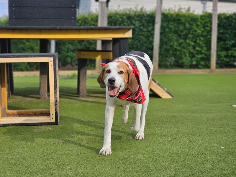 undefined | Foxhound | undefined - 4