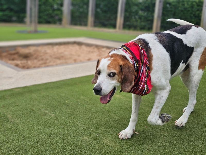 undefined | Foxhound | undefined - 7