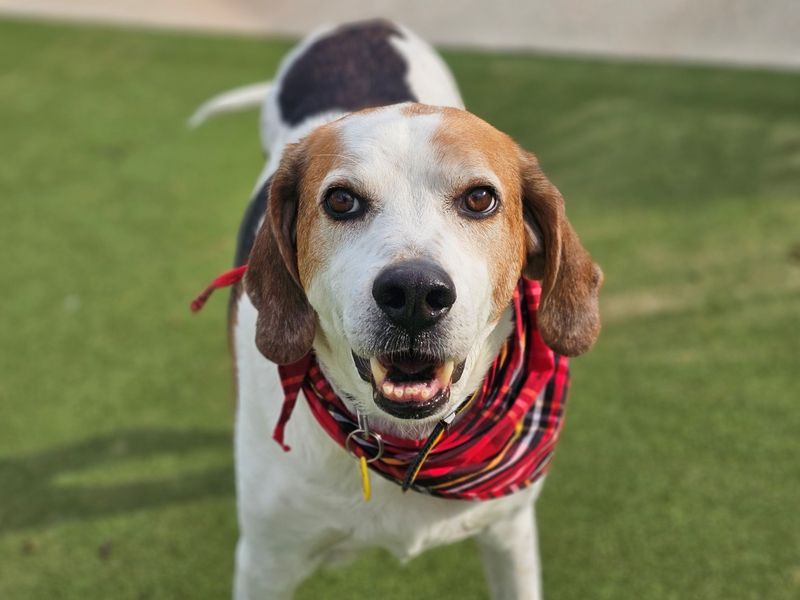 undefined | Foxhound | undefined - 8