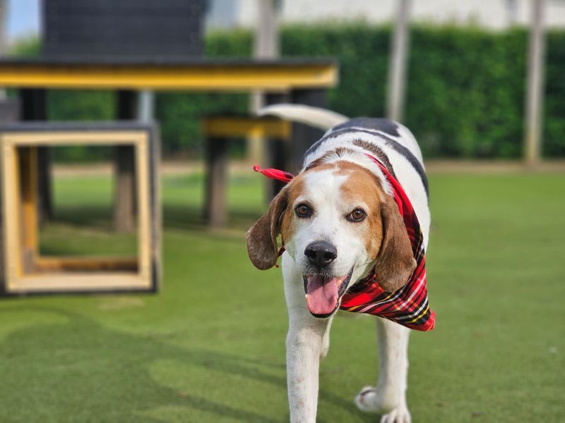 undefined | Foxhound | undefined - 6