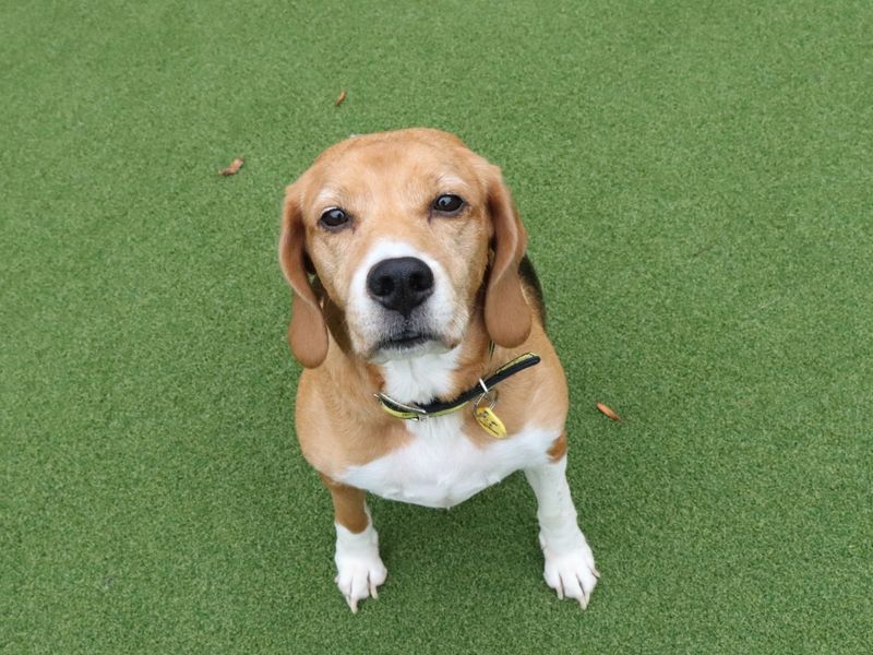 Beagle for adoption in Evesham, Worcestershire – 7 years old - Image 4 of 4