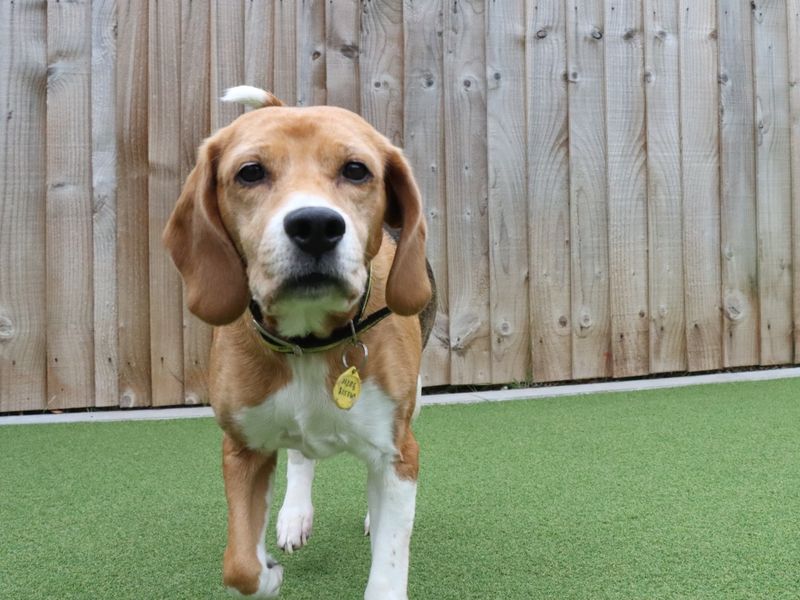 Beagle for adoption in Evesham, Worcestershire – 7 years old - Image 2 of 4
