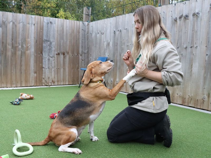 Beagle for adoption in Evesham, Worcestershire – 7 years old - Image 3 of 4