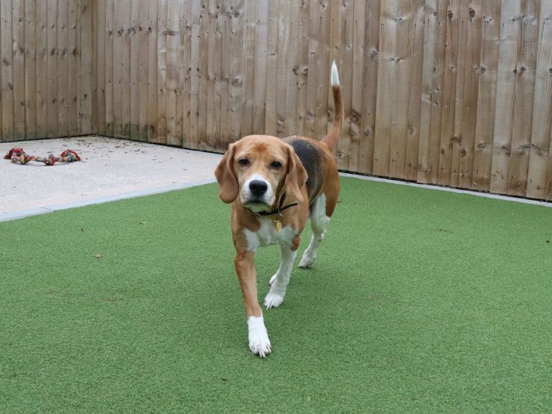 Beagle for adoption in Evesham, Worcestershire – 7 years old
