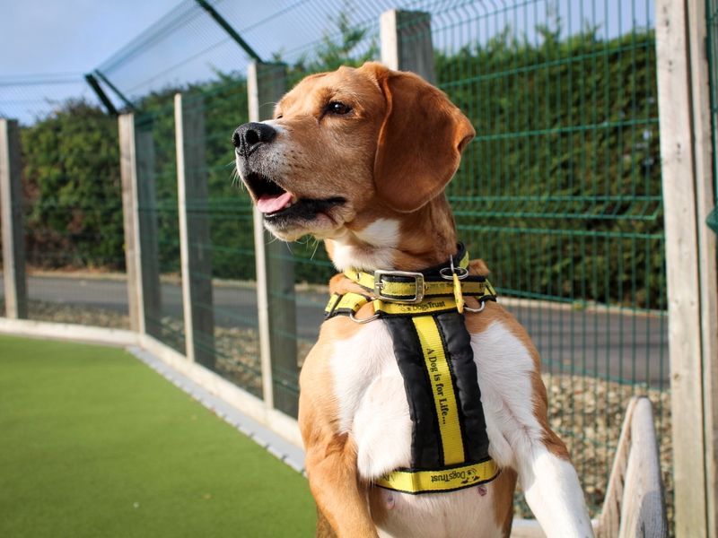 undefined | Beagle | undefined - 8