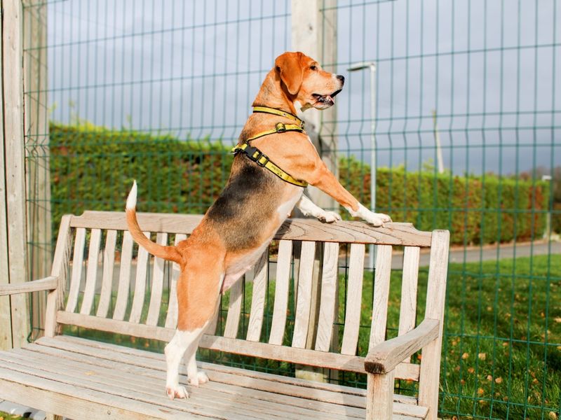 undefined | Beagle | undefined - 4