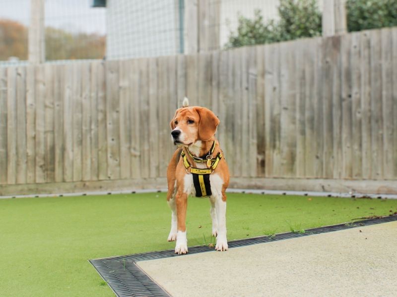 undefined | Beagle | undefined - 3