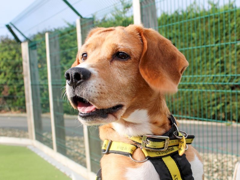 Poppy | Beagle | Evesham (Worcestershire) - 1