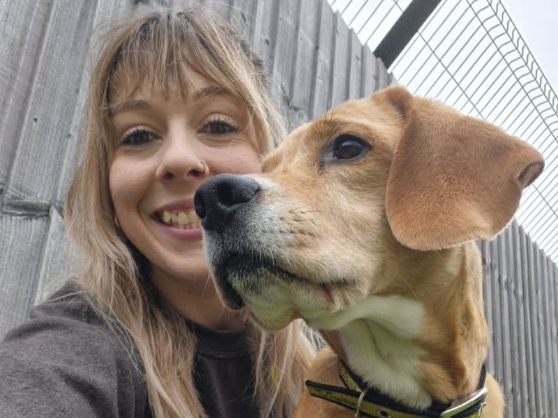 undefined | Beagle | undefined - 6