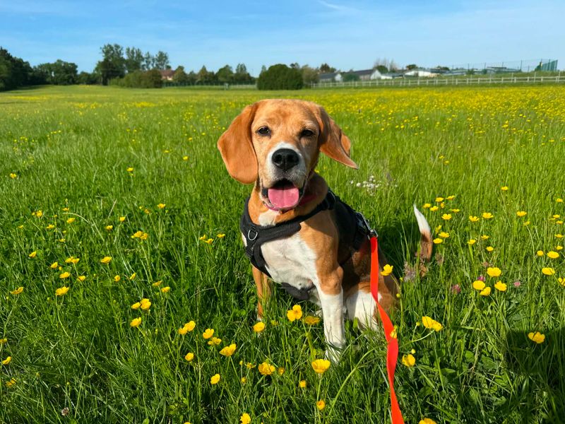 undefined | Beagle | undefined - 1