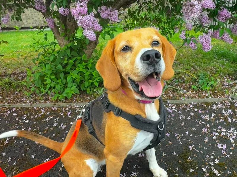 undefined | Beagle | undefined - 5