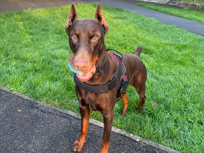 Doberman for adoption in Mid Glamorgan, Wales – 10 months old