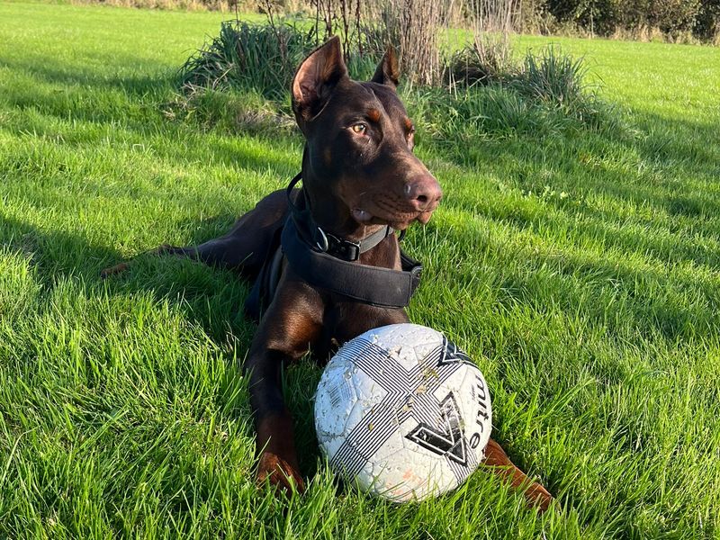 Doberman for adoption in Wales, Somerset – 1 year old - Image 2 of 4