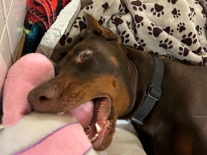 Doberman for adoption in Wales, Somerset – 1 year old - Image 4 of 4