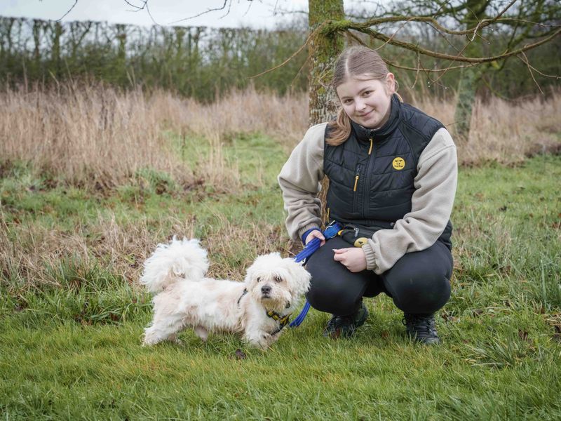 Shih Tzu Dogs And Puppies For Adoption