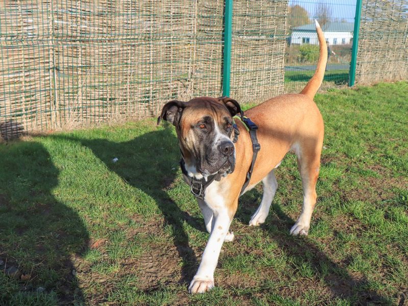 Nelson, a 6 years old male Boerboel available for adoption from Dogs Trust in Evesham, West Midlands