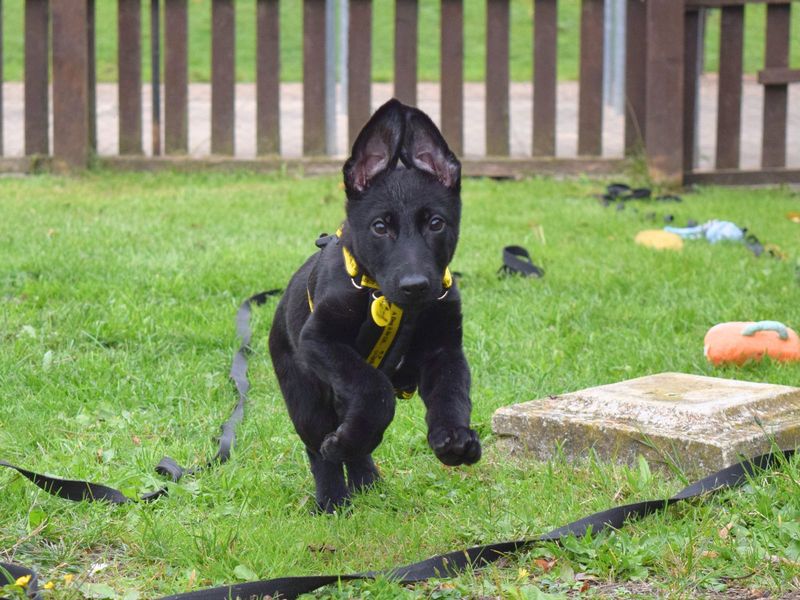 German Shepherd for adoption in Uxbridge, London – 3 months old