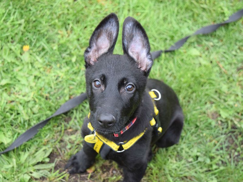 German Shepherd for adoption in Uxbridge, London – 3 months old - Image 2 of 2